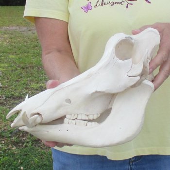 12 inch long African Warthog Skull for sale with 4 inch Ivory tusks - $90