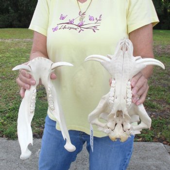 12 inch long African Warthog Skull for sale with 4 inch Ivory tusks - $90