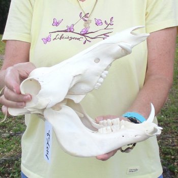 11 inch long African Warthog Skull for sale with 2 inch Ivory tusks - $90