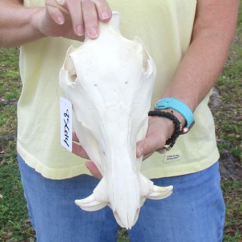 11 inch long African Warthog Skull for sale with 2 inch Ivory tusks - $90