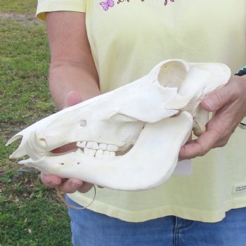 11 inch long African Warthog Skull for sale with 2 inch Ivory tusks - $90