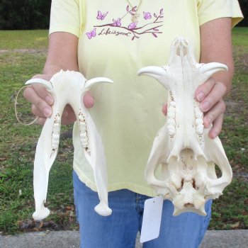 11 inch long African Warthog Skull for sale with 2 inch Ivory tusks - $90