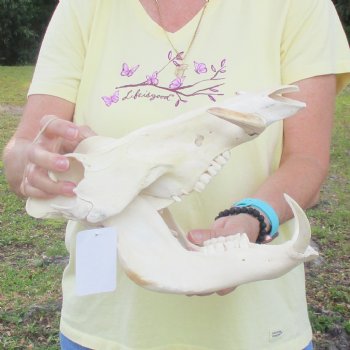 12 inch long African Warthog Skull for sale with 4 inch Ivory tusks - $90