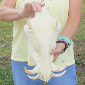 12 inch long African Warthog Skull for sale with 4 inch Ivory tusks - $90