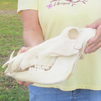 12 inch long African Warthog Skull for sale with 4 inch Ivory tusks - $90