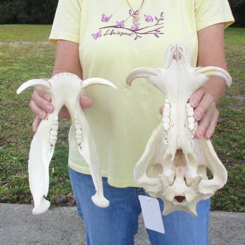 12 inch long African Warthog Skull for sale with 4 inch Ivory tusks - $90