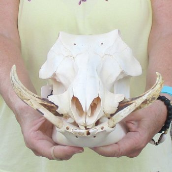 12 inch long African Warthog Skull for sale with 5 inch Ivory tusks - $115