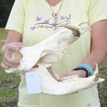 12 inch long African Warthog Skull for sale with 5 inch Ivory tusks - $115