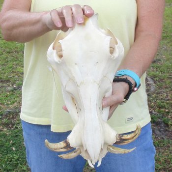 12 inch long African Warthog Skull for sale with 5 inch Ivory tusks - $115
