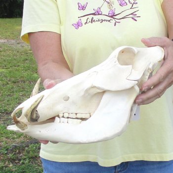 12 inch long African Warthog Skull for sale with 5 inch Ivory tusks - $115