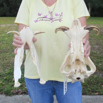 12 inch long African Warthog Skull for sale with 5 inch Ivory tusks - $115