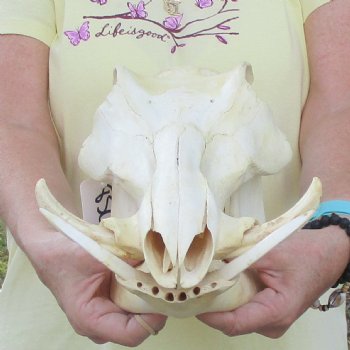 13 inch long African Warthog Skull for sale with 5 inch Ivory tusks - $115