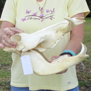 13 inch long African Warthog Skull for sale with 5 inch Ivory tusks - $115