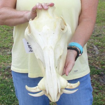13 inch long African Warthog Skull for sale with 5 inch Ivory tusks - $115