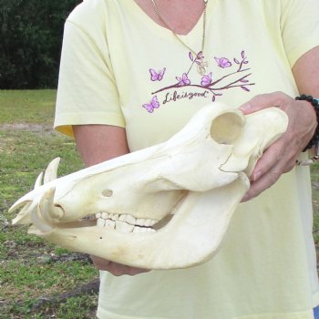 13 inch long African Warthog Skull for sale with 5 inch Ivory tusks - $115