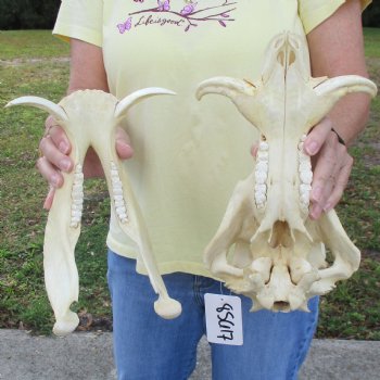 13 inch long African Warthog Skull for sale with 5 inch Ivory tusks - $115