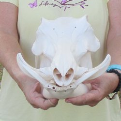 12 inch long African Warthog Skull for sale with 5 inch Ivory tusks - $115