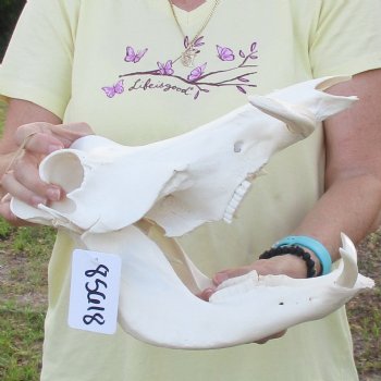 12 inch long African Warthog Skull for sale with 5 inch Ivory tusks - $115