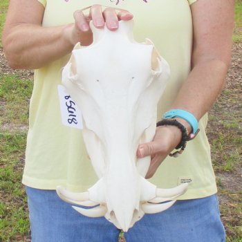 12 inch long African Warthog Skull for sale with 5 inch Ivory tusks - $115