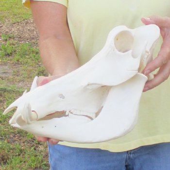 12 inch long African Warthog Skull for sale with 5 inch Ivory tusks - $115