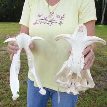 12 inch long African Warthog Skull for sale with 5 inch Ivory tusks - $115