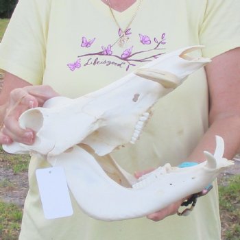 12 inch long African Warthog Skull for sale with 5 inch Ivory tusks - $115