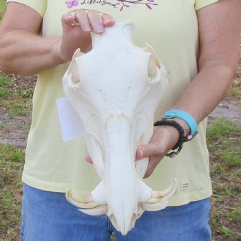12 inch long African Warthog Skull for sale with 5 inch Ivory tusks - $115