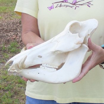 12 inch long African Warthog Skull for sale with 5 inch Ivory tusks - $115