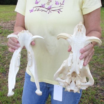 12 inch long African Warthog Skull for sale with 5 inch Ivory tusks - $115