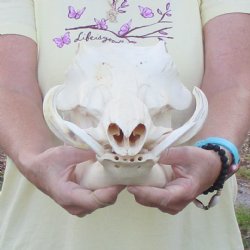 12 inch long African Warthog Skull for sale with 5 inch Ivory tusks - $115