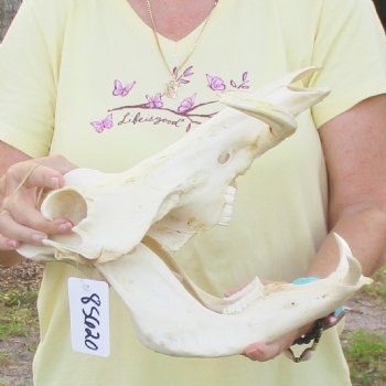 12 inch long African Warthog Skull for sale with 5 inch Ivory tusks - $115