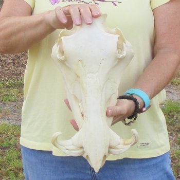 12 inch long African Warthog Skull for sale with 5 inch Ivory tusks - $115