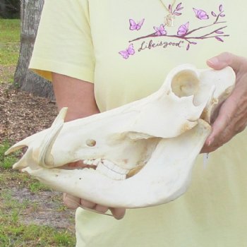 12 inch long African Warthog Skull for sale with 5 inch Ivory tusks - $115