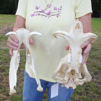 12 inch long African Warthog Skull for sale with 5 inch Ivory tusks - $115