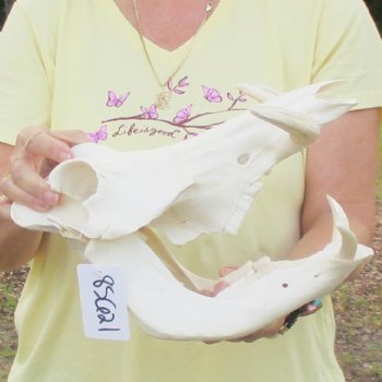 12 inch long African Warthog Skull for sale with 5 inch Ivory tusks - $115