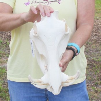 12 inch long African Warthog Skull for sale with 5 inch Ivory tusks - $115