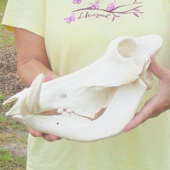 12 inch long African Warthog Skull for sale with 5 inch Ivory tusks - $115