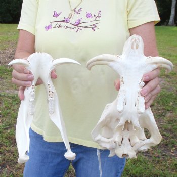 12 inch long African Warthog Skull for sale with 5 inch Ivory tusks - $115