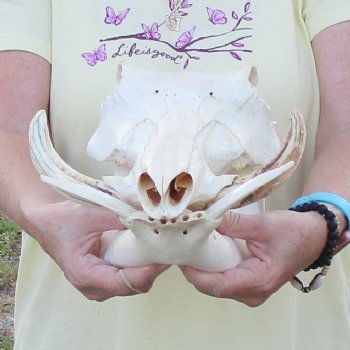 12 inch long African Warthog Skull for sale with 6 inch Ivory tusks - $115