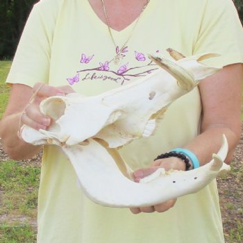12 inch long African Warthog Skull for sale with 6 inch Ivory tusks - $115