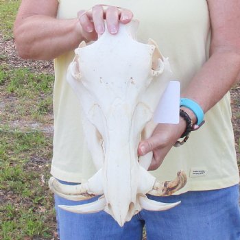 12 inch long African Warthog Skull for sale with 6 inch Ivory tusks - $115