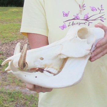 12 inch long African Warthog Skull for sale with 6 inch Ivory tusks - $115
