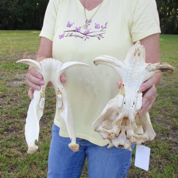 12 inch long African Warthog Skull for sale with 6 inch Ivory tusks - $115