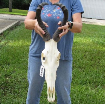 17" Horns on 16" Red Hartebeest Skull - $90