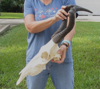17" Horns on 16" Red Hartebeest Skull - $90