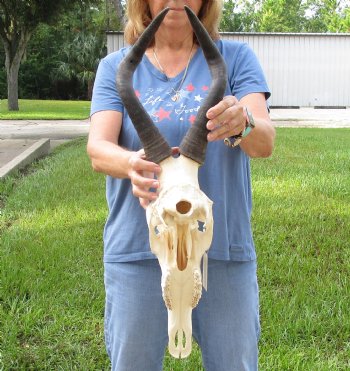 17" Horns on 16" Red Hartebeest Skull - $90