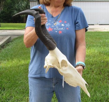 17" Horns on 16" Red Hartebeest Skull - $90