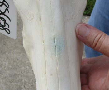 17" Horns on 16" Red Hartebeest Skull - $90