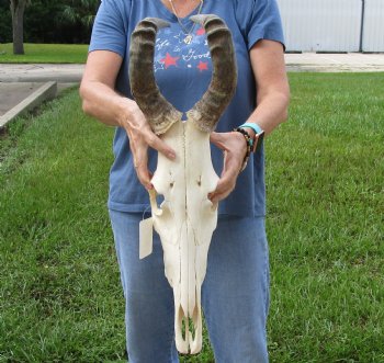 17" Horns on 17" Red Hartebeest Skull - $90