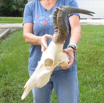 17" Horns on 17" Red Hartebeest Skull - $90